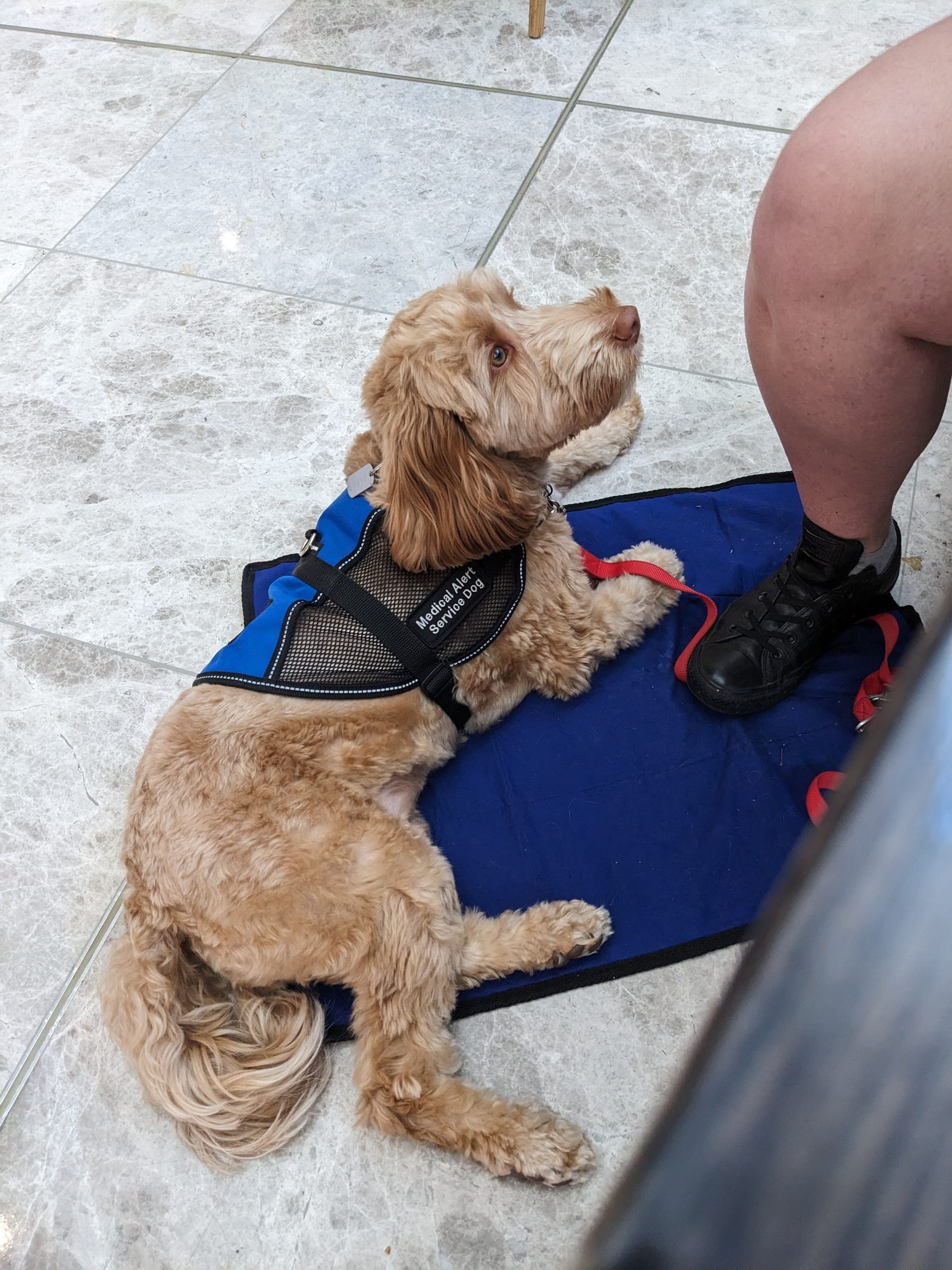 MAT TRAINING – AN ESSENTIAL TRAINING TOOL! (Updated Video and Blog ...